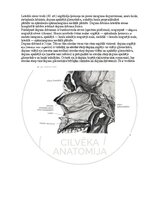 E-book 'Cilvēka anatomija: galvaskauss', 23.