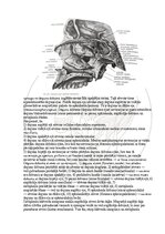 E-book 'Cilvēka anatomija: galvaskauss', 24.