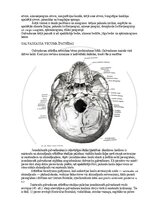 E-book 'Cilvēka anatomija: galvaskauss', 27.