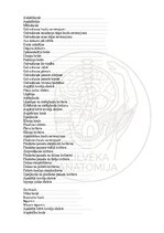 E-book 'Cilvēka anatomija: galvaskauss', 30.
