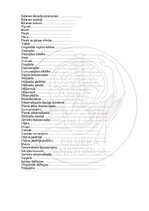 E-book 'Cilvēka anatomija: galvaskauss', 34.