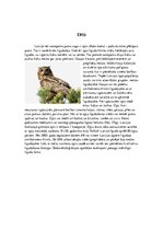 Research Papers 'Īpaši aizsargājamo putnu sugas Latvijā un to apdraudējumu cēloņi', 4.