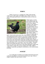 Research Papers 'Īpaši aizsargājamo putnu sugas Latvijā un to apdraudējumu cēloņi', 5.