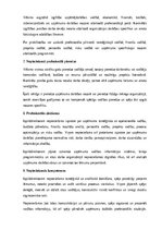 Samples 'Izpilddirektora amata apraksts', 17.
