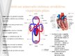 Presentations 'Svarigākās sirds un asinsrītes sistēmas morfofunkcionālās īpatnības  bērniem un ', 6.