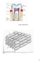 Research Papers 'Dabīgo un mākslīgo krāsvielu ietekme uz zoba emalju', 24.