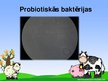 Presentations 'Probiotisko baktēriju attīstība piena fermentācijas procesā', 8.