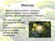 Presentations 'Arbūzi un melones', 6.