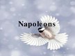 Presentations 'Napoleons', 1.
