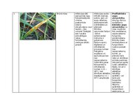 Summaries, Notes 'Praktiskais darbs augu aizsardzībā', 2.