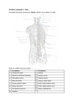 Summaries, Notes 'Muskuļi', 1.