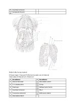 Summaries, Notes 'Muskuļi', 2.