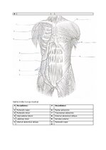 Summaries, Notes 'Muskuļi', 3.