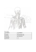 Summaries, Notes 'Muskuļi', 4.