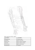 Summaries, Notes 'Muskuļi', 5.