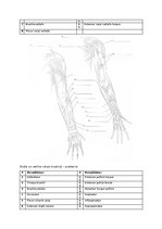 Summaries, Notes 'Muskuļi', 6.