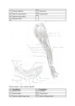 Summaries, Notes 'Muskuļi', 7.