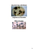 Research Papers 'Mikrobioloģija un tās nozares', 102.