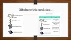 Presentations 'Olbaltumvielas', 4.