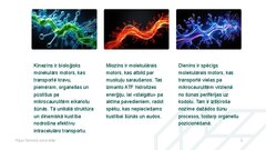 Presentations 'Molekulārie motori, to pielietojuma iespējas medicīnā', 8.