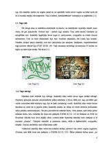 Research Papers 'Grafiti', 6.