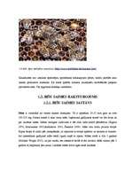 Term Papers 'Medus bites Apis mellifera bioloģija, morfoloģija, etoloģija un slimības', 11.