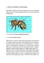Term Papers 'Medus bites Apis mellifera bioloģija, morfoloģija, etoloģija un slimības', 17.