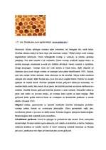 Term Papers 'Medus bites Apis mellifera bioloģija, morfoloģija, etoloģija un slimības', 44.
