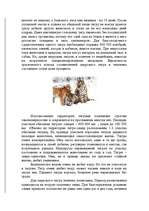 Research Papers 'Амурский тигр', 4.