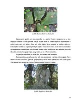 Research Papers 'Epitāfijas uz kapu pieminekļiem Lizuma pagasta kapos dažādos laika periodos', 16.