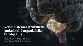 Presentations 'Nervu sistēmas strukturāli funkcionālā organizācija: varolija tilts', 1.