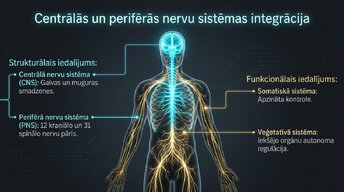 Presentations 'Nervu sistēmas strukturāli funkcionālā organizācija: varolija tilts', 2.