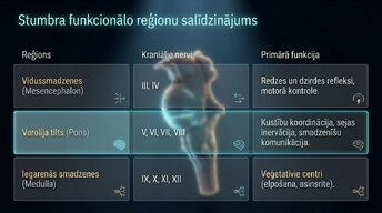 Presentations 'Nervu sistēmas strukturāli funkcionālā organizācija: varolija tilts', 4.