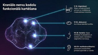 Presentations 'Nervu sistēmas strukturāli funkcionālā organizācija: varolija tilts', 8.