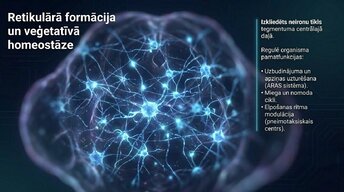 Presentations 'Nervu sistēmas strukturāli funkcionālā organizācija: varolija tilts', 9.