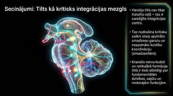 Presentations 'Nervu sistēmas strukturāli funkcionālā organizācija: varolija tilts', 13.