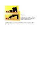 Summaries, Notes 'Vingrinājumi muguras muskuļu nostiprināšanai', 4.