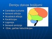 Presentations 'Smadzeņu pakauša, deniņu, paura un pieres daļas bojājumu neiropsiholoģiskie sind', 6.