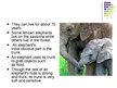 Presentations 'Elephants', 3.