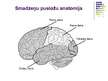 Presentations 'Galvas smadzeņu pusložu funkcionālā asimetrija', 2.