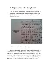 Research Papers 'Rakstības rašanās Senajā Ēģiptē', 39.