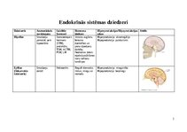 Summaries, Notes 'Endokrīnās sistēmas dziedzeri', 1.