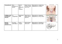 Summaries, Notes 'Endokrīnās sistēmas dziedzeri', 2.