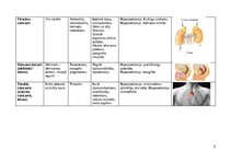 Summaries, Notes 'Endokrīnās sistēmas dziedzeri', 3.