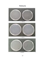 Research Papers 'Mikroorganismu daudzveidība dažādās augu mizās', 19.