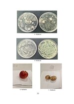 Research Papers 'Mikroorganismu daudzveidība dažādās augu mizās', 20.