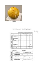 Research Papers 'Mikroorganismu daudzveidība dažādās augu mizās', 21.