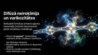 Presentations 'Smadzeņu stumbrs', 11.