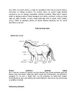 Research Papers 'Kaķi - veterinārā rokasgrāmata dzīvnieku īpašniekiem', 3.