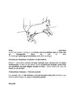 Research Papers 'Kaķi - veterinārā rokasgrāmata dzīvnieku īpašniekiem', 7.